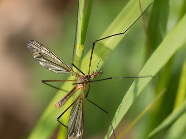 Lentelangpoot (Tipula vernalis)